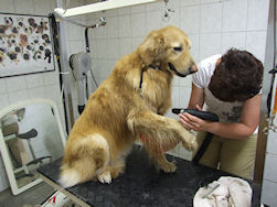 Hela!! Je vergeet mijn rechter voorpoot!