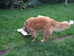 Elmo doet vakkundig de afwas!