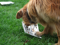 Het reinigen gebeurt erg grondig door Elmo!