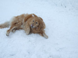 Axel geniet duidelijk van de sneeuw!!!