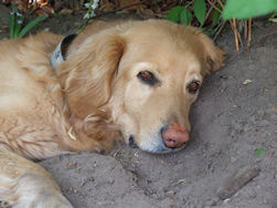 Axel wacht geduldig zijn tijd af...