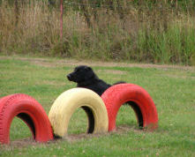 Favoriete oefening: den down.
