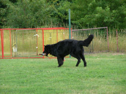 Dunja...APPORT!