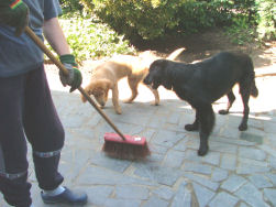 In het verzet tegen het borstelmonster...