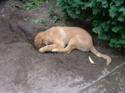 Alles verdwijnt waar Elmo verschijnt!