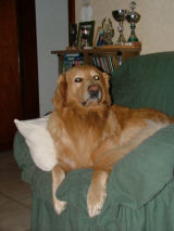 NEEN! Elmo is geen famillie van mij...