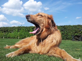 Ja, den baas gaat hier weer eens iets vertellen zie...