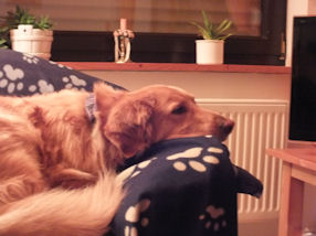 Elmo, weet nog niet wat er te gebeuren staat...