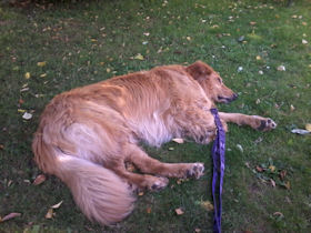 Nu ben ik echt moe hoor baas!!