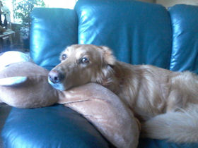 Elmo een taaie rakker...