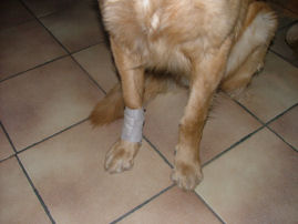 Rechter pootje mooi ingebonden.