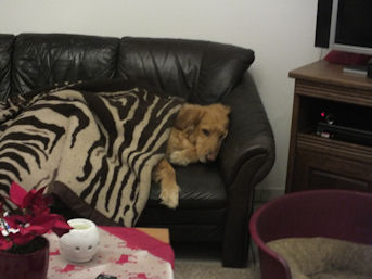 Lekker toegedekt met de mantel der flees...