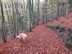 Ook hier is het al herfst...