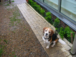 Dribbel... de onschuld zelve.