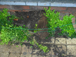 Waar is die derde struik??!!