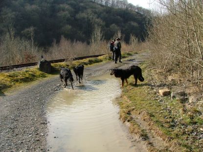 De dorstige hondjes laven zichzelf...
