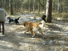 Hondjes leggen altijd dubbel zoveel weg af.