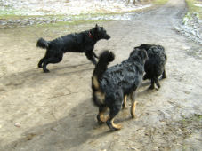 Kom, ik heb het spoor weer te pakken!!