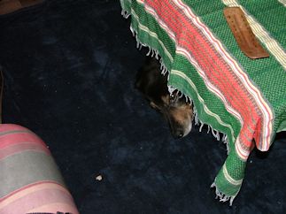 Jadzea haar favoriete rustplaats.