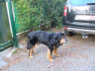 Hoor wie blaft daar kinderen...