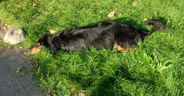 Laat het gras maar groeien!