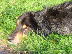 Lekker door het gras rollen.