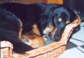 Even rusten in mijn mand.
