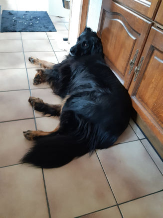 Na de proef... ne stevige kater!!