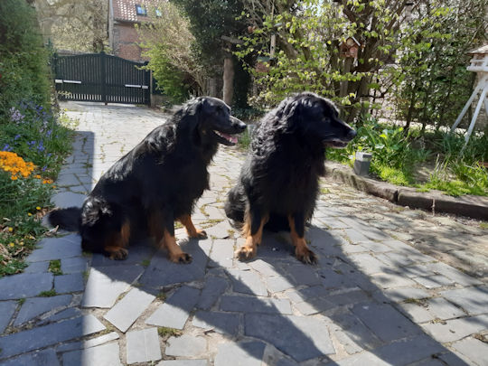 Aiko en Pepper. Elkaars spiegelbeeld in gedrag.