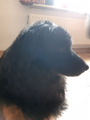 Aiko, het grote voorbeeld!