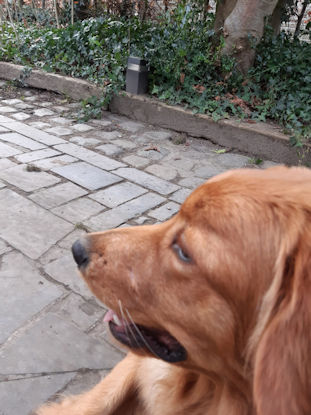 De gehavende snoet van Timo.