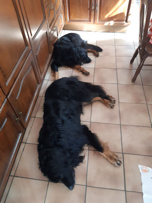 Pfff... Aiko ligt weer eerst voor een koekje...