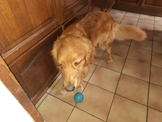 Mag ik nog wat spelen met die bal??!!