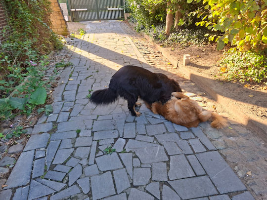 In mijn staart wordt niet gebeten! Snappie??!!