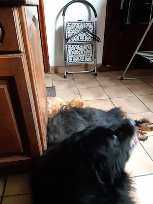 Aiko vindt dat Timo moet verhuizen!