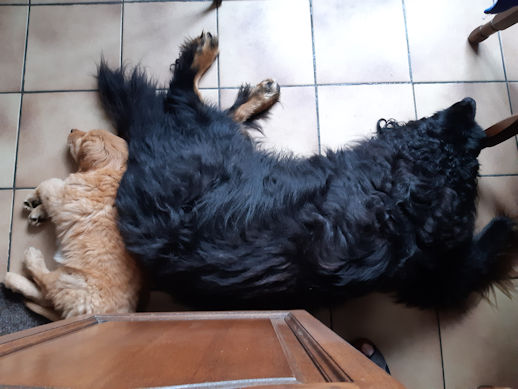 Nonkel Aiko schenkt RUST!