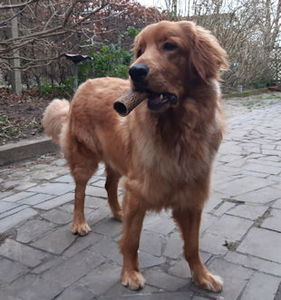 Zitten? Nooit van gehoord! Timo: 1 jaar jong!