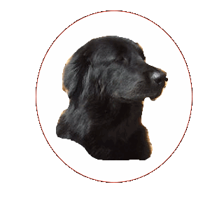 Dunja's wensen voor 2011.