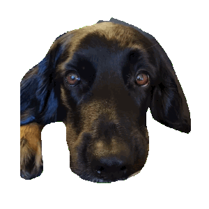 Pepper