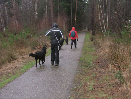 Ondanks de regen, genoten de hondjes van hun vrijheid.