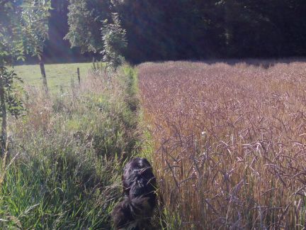 Gelukkig kan je ook langs de weide!