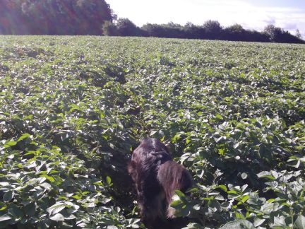 Jawel! Hier loopt het pad dwars door de aardappelen!