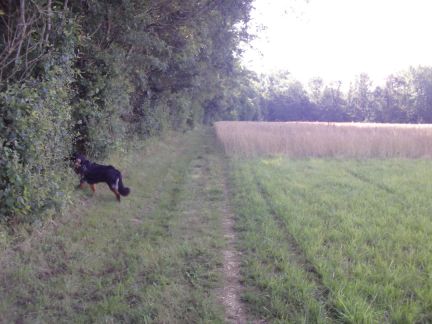 Neen baas! Niet langs hier, maar rechtdoor!