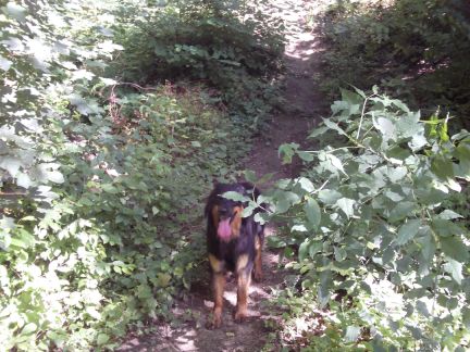 20m voor het tunneltje links naar boven...