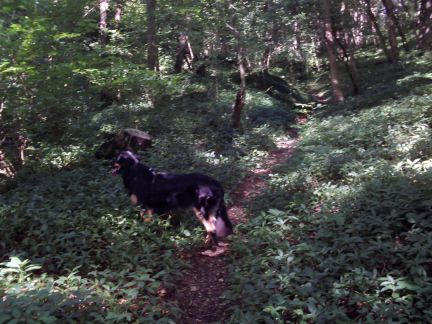 Stevig stijgen door de bossen!