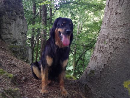 B'Elanna wacht geduldig op haar baasje.