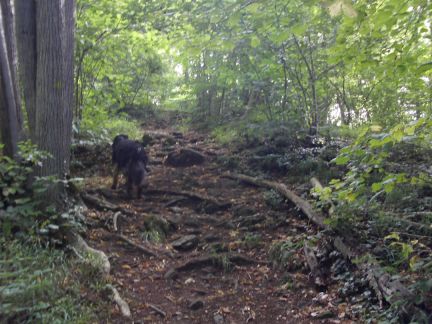 Een Hovawart vindt altijd de weg...