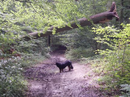De storm had hier ook flink huisgehouden.