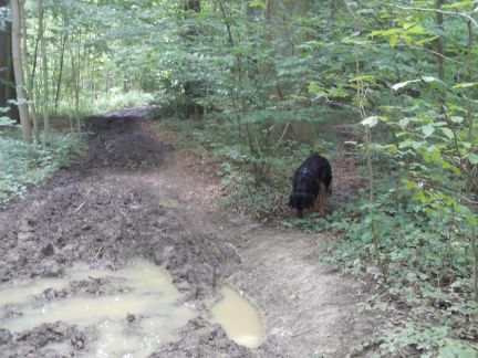 Modder kom je over de hele wandeling tegen.