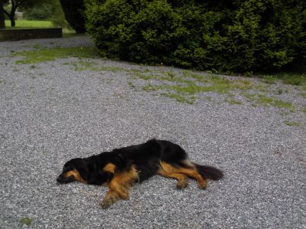 Terug op de parking, Hovawart uitgeteld!